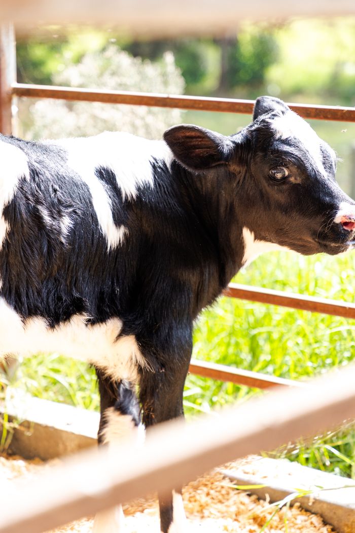A cute Holstein calf stands curiously in a sunlit farmyard, showcasing rural farm life.